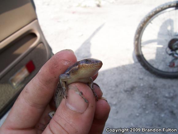 Five-lined Skink (Plestiodon fasciatus)