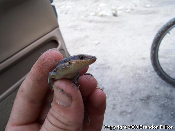 Five-lined Skink (Plestiodon fasciatus)