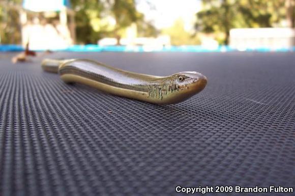 Eastern Glass Lizard (Ophisaurus ventralis)