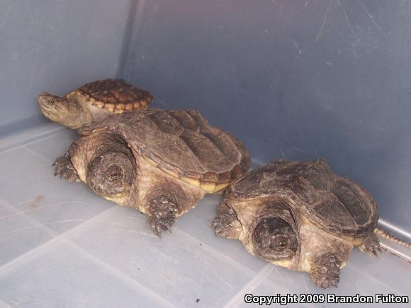 Eastern Snapping Turtle (Chelydra serpentina serpentina)