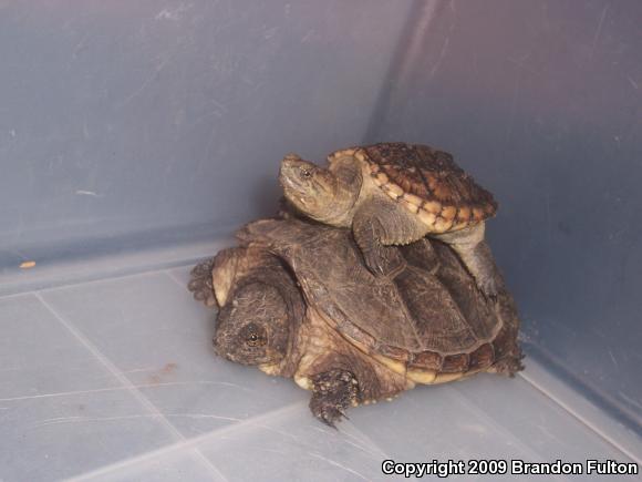 Eastern Snapping Turtle (Chelydra serpentina serpentina)