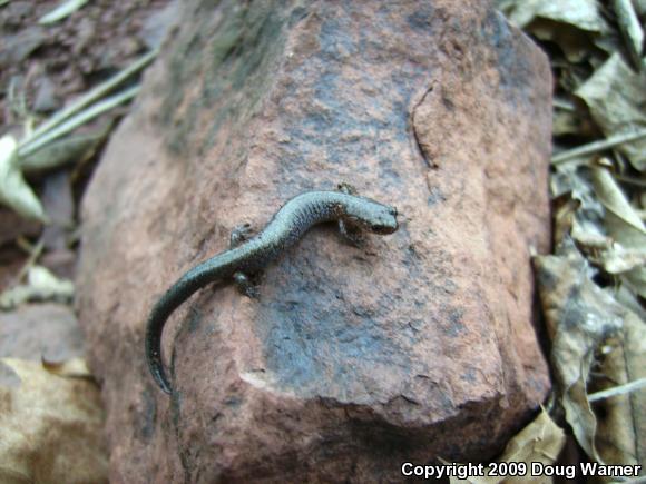 Eastern Red-backed Salamander (Plethodon cinereus)