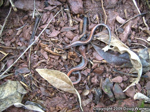 Eastern Red-backed Salamander (Plethodon cinereus)