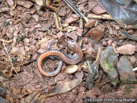 Eastern Red-backed Salamander (Plethodon cinereus)