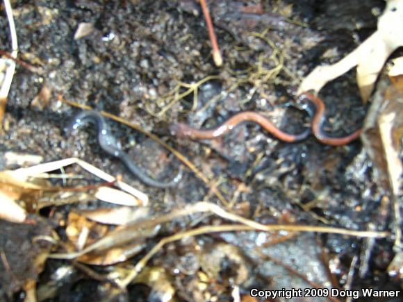 Eastern Red-backed Salamander (Plethodon cinereus)