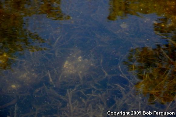 Eastern Tiger Salamander (Ambystoma tigrinum tigrinum)