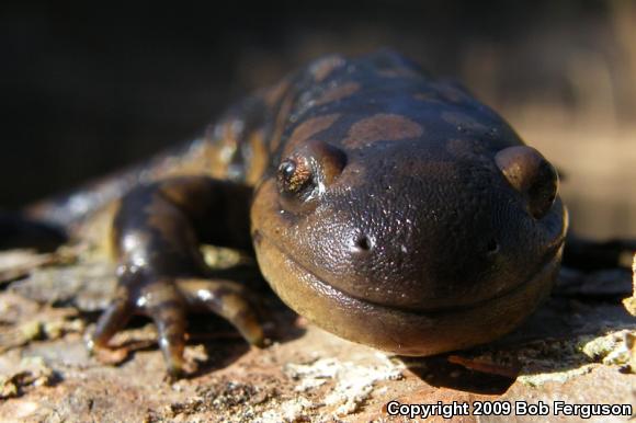 Eastern Tiger Salamander (Ambystoma tigrinum tigrinum)