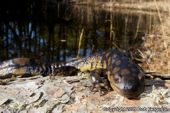 Eastern Tiger Salamander (Ambystoma tigrinum tigrinum)