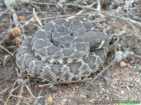 Red Diamond Rattlesnake (Crotalus ruber ruber)