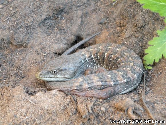 San Diego Alligator Lizard (Elgaria multicarinata webbii)