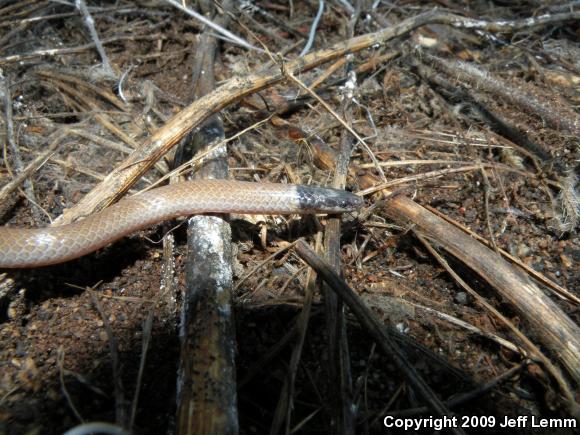 Western Black-headed Snake (Tantilla planiceps)