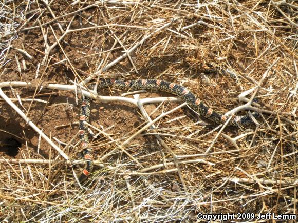 Western Long-nosed Snake (Rhinocheilus lecontei)