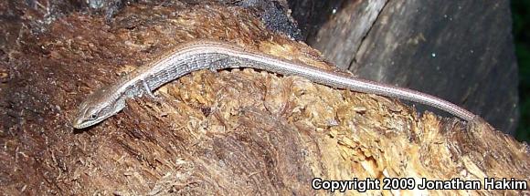 San Diego Alligator Lizard (Elgaria multicarinata webbii)