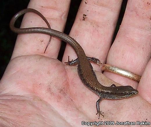 San Diego Alligator Lizard (Elgaria multicarinata webbii)