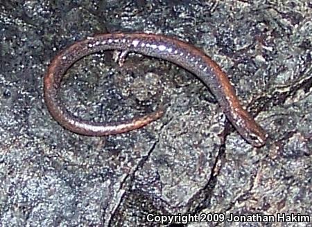 Black-bellied Slender Salamander (Batrachoseps nigriventris)