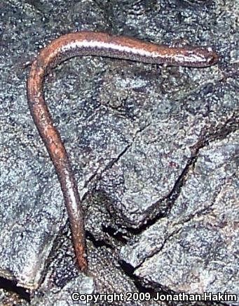 Black-bellied Slender Salamander (Batrachoseps nigriventris)