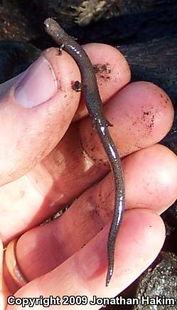 Black-bellied Slender Salamander (Batrachoseps nigriventris)