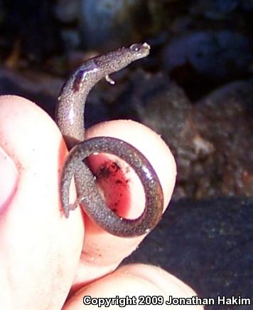 Black-bellied Slender Salamander (Batrachoseps nigriventris)