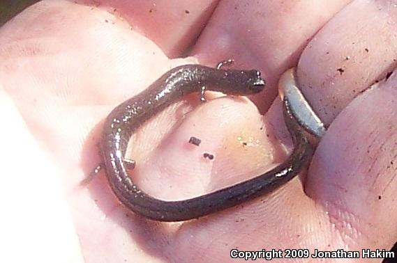 Black-bellied Slender Salamander (Batrachoseps nigriventris)