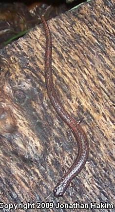 Black-bellied Slender Salamander (Batrachoseps nigriventris)