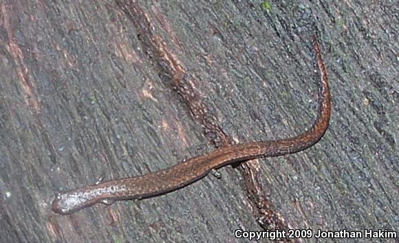 Black-bellied Slender Salamander (Batrachoseps nigriventris)