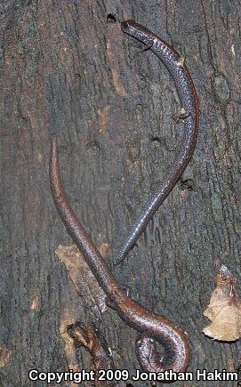 Black-bellied Slender Salamander (Batrachoseps nigriventris)