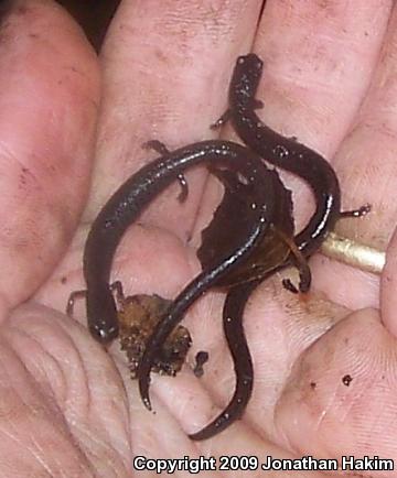 Black-bellied Slender Salamander (Batrachoseps nigriventris)