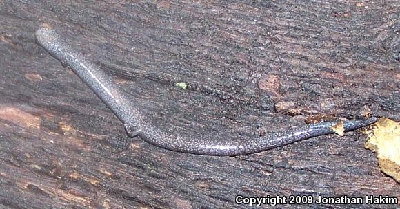 Black-bellied Slender Salamander (Batrachoseps nigriventris)