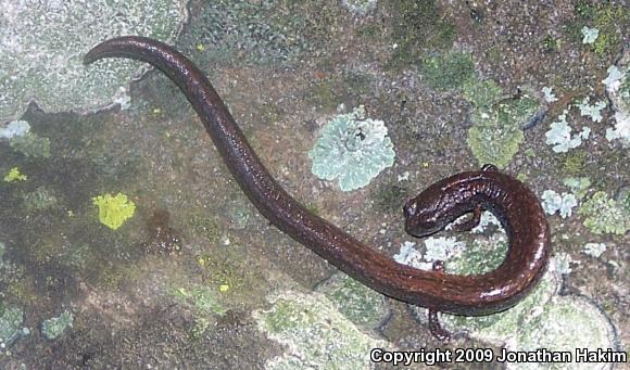 Black-bellied Slender Salamander (Batrachoseps nigriventris)