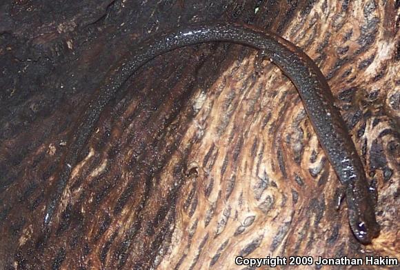 Black-bellied Slender Salamander (Batrachoseps nigriventris)