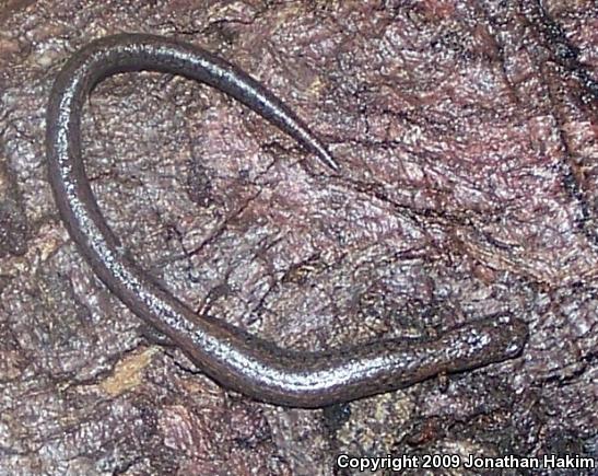 Black-bellied Slender Salamander (Batrachoseps nigriventris)