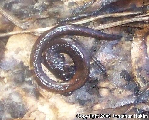 Black-bellied Slender Salamander (Batrachoseps nigriventris)