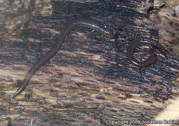 Black-bellied Slender Salamander (Batrachoseps nigriventris)