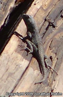 Great Basin Fence Lizard (Sceloporus occidentalis longipes)