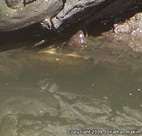 Western Pond Turtle (Actinemys marmorata)