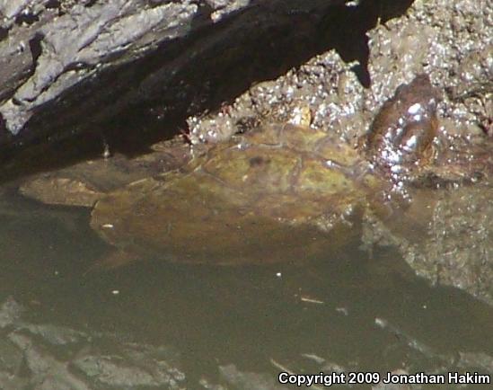 Western Pond Turtle (Actinemys marmorata)