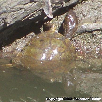 Western Pond Turtle (Actinemys marmorata)