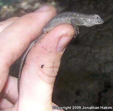 Great Basin Fence Lizard (Sceloporus occidentalis longipes)