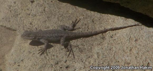 Great Basin Fence Lizard (Sceloporus occidentalis longipes)