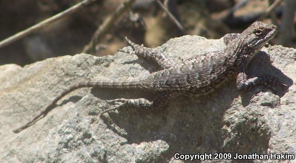 Great Basin Fence Lizard (Sceloporus occidentalis longipes)