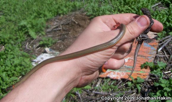 San Bernardino Ring-necked Snake (Diadophis punctatus modestus)