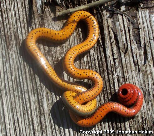 San Bernardino Ring-necked Snake (Diadophis punctatus modestus)