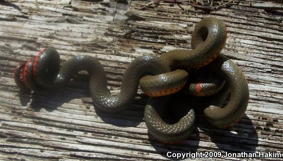 San Bernardino Ring-necked Snake (Diadophis punctatus modestus)