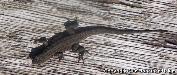 Western Side-blotched Lizard (Uta stansburiana elegans)