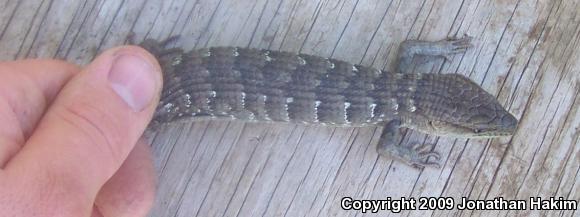 San Diego Alligator Lizard (Elgaria multicarinata webbii)