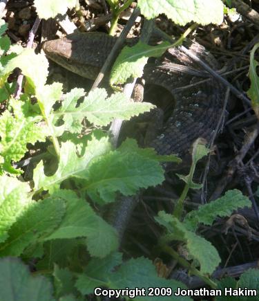 San Diego Alligator Lizard (Elgaria multicarinata webbii)