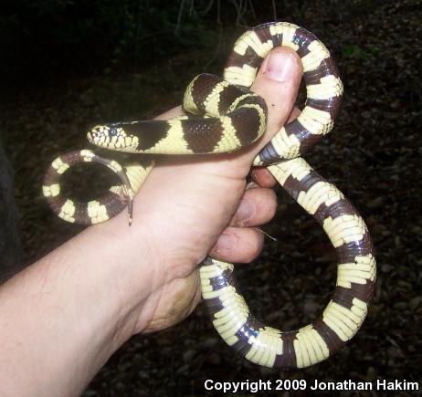 California Kingsnake (Lampropeltis getula californiae)