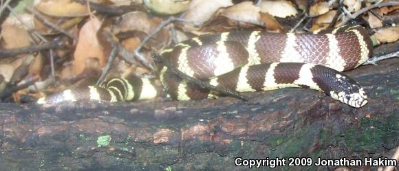 California Kingsnake (Lampropeltis getula californiae)