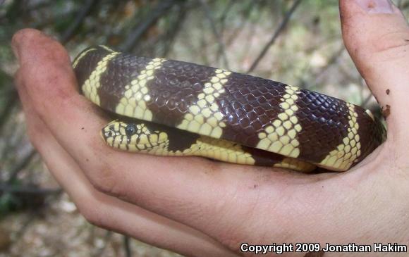 California Kingsnake (Lampropeltis getula californiae)