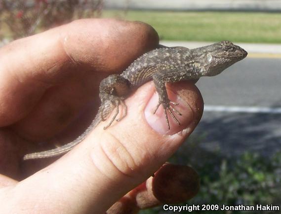 Great Basin Fence Lizard (Sceloporus occidentalis longipes)